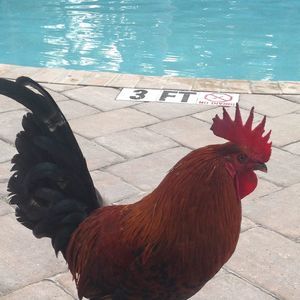 Meet your Posher, Garrett